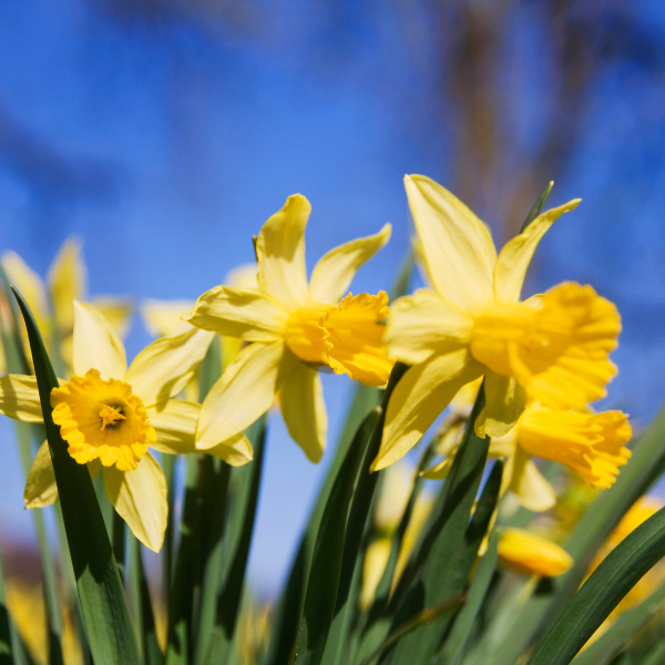 A stand of golden daffodils against a blue sky