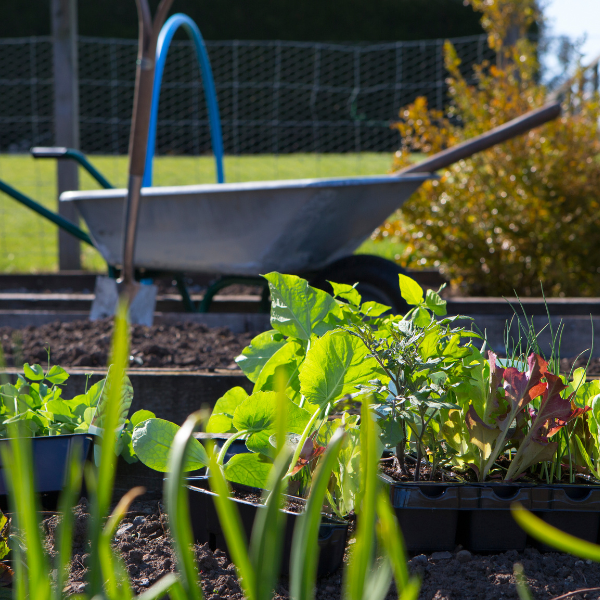 An allotment plot with green plants in the foreground and a wheelbarrow in the background.